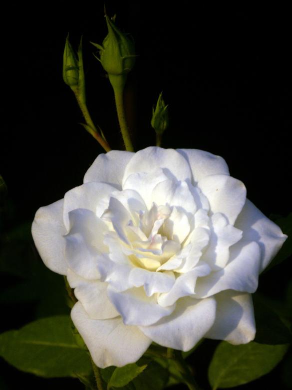 Free stock image of White Rose with Buds created by Sheila Macdonald