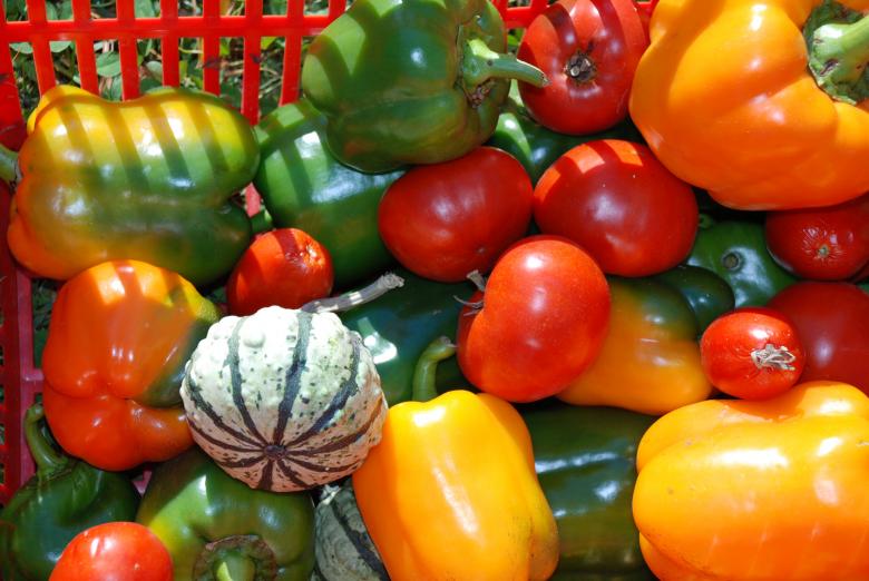 Free stock image of Fresh Vegetables created by Nichole
