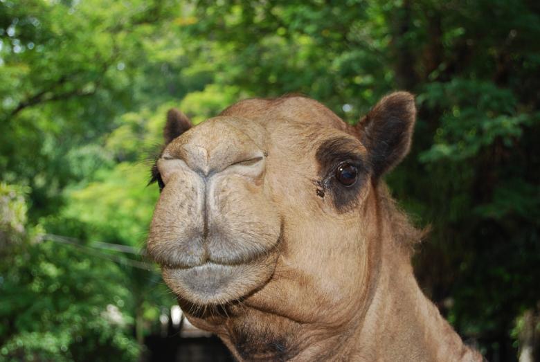 Free stock image of Camel at Surabaya Zoo created by Rhema Prabhata