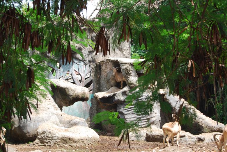 Free stock image of Goats at Surabaya Zoo created by Rhema Prabhata