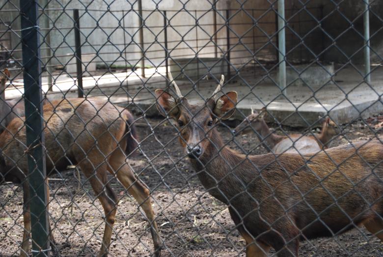 Free stock image of Deers Surabaya Zoo created by Rhema Prabhata