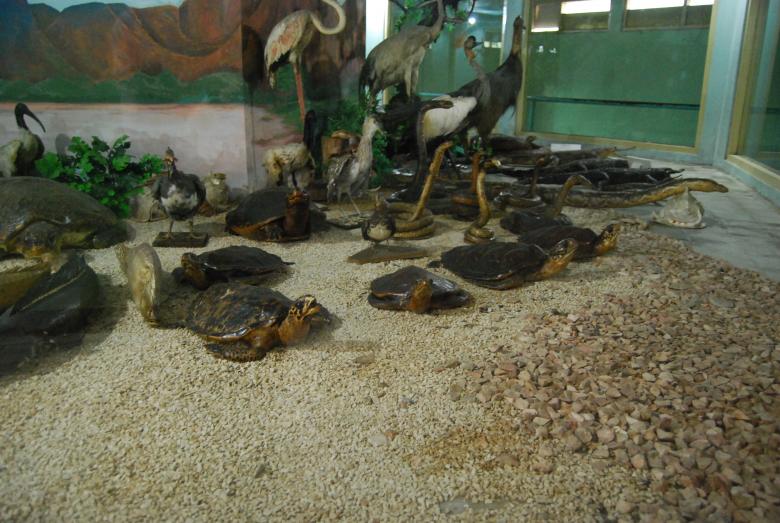 Free stock image of Preserved Animals at Surabaya Zoo created by Rhema Prabhata
