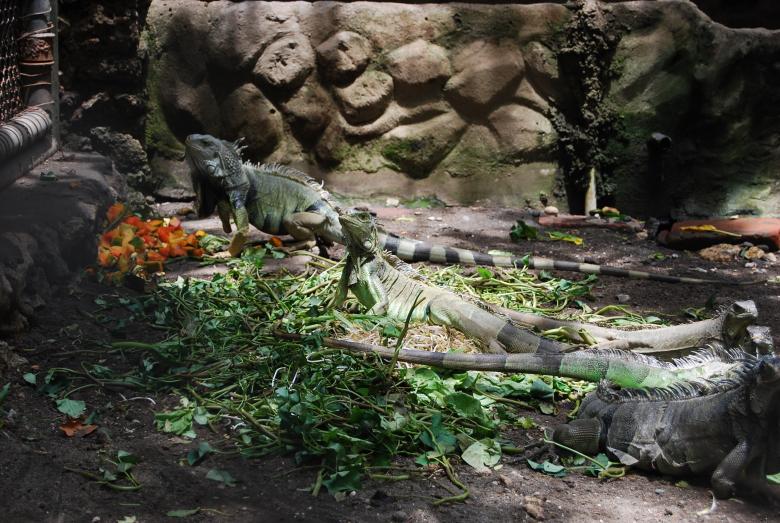 Free stock image of Lizards at Surabaya Zoo created by Rhema Prabhata