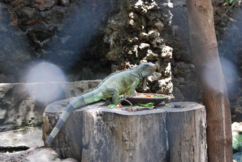 Free stock image of Lizard at Surabaya Zoo created by Rhema Prabhata