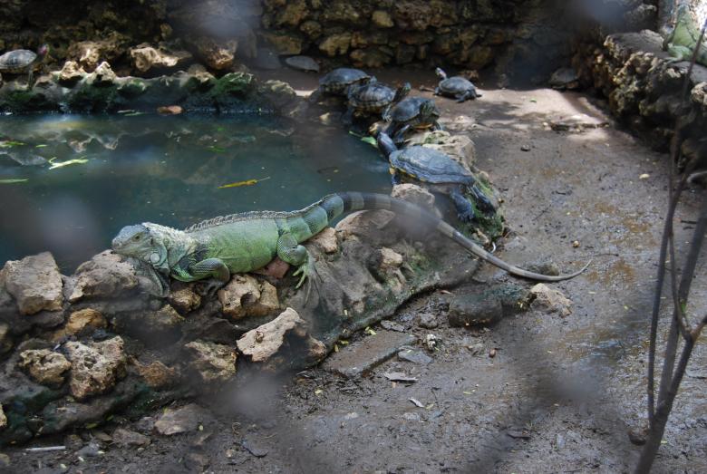 Free stock image of Lizard at Surabaya Zoo created by Rhema Prabhata