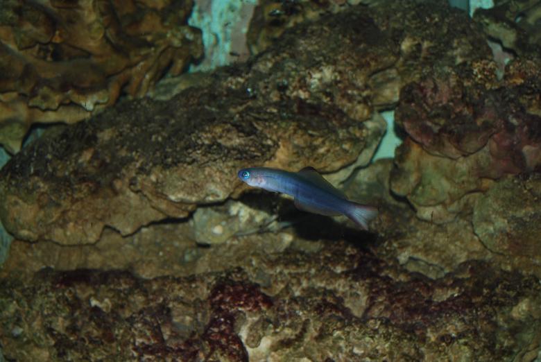 Free stock image of Blue fish at Surabaya Zoo created by Rhema Prabhata