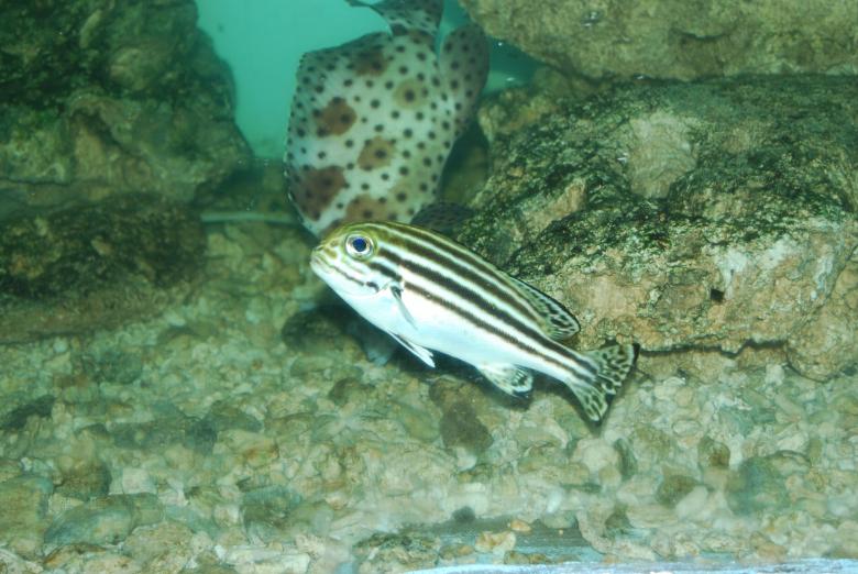 Free stock image of Fish at Surabaya Zoo created by Rhema Prabhata