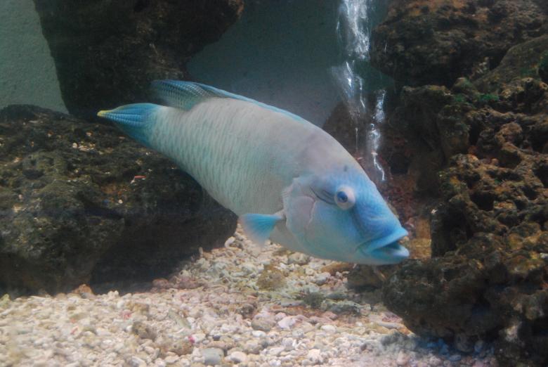 Free stock image of Fish at Surabaya Zoo created by Rhema Prabhata