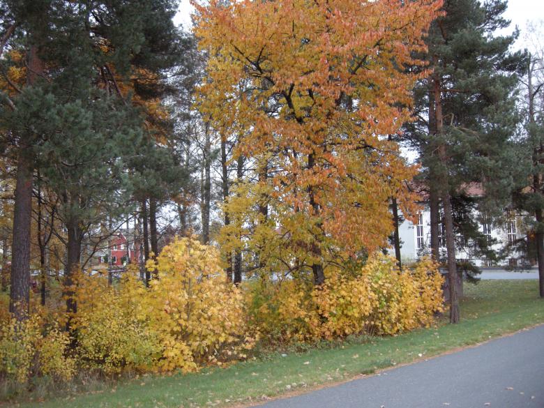 Free stock image of Fall 2008 in Sweden created by Lucia Maciel