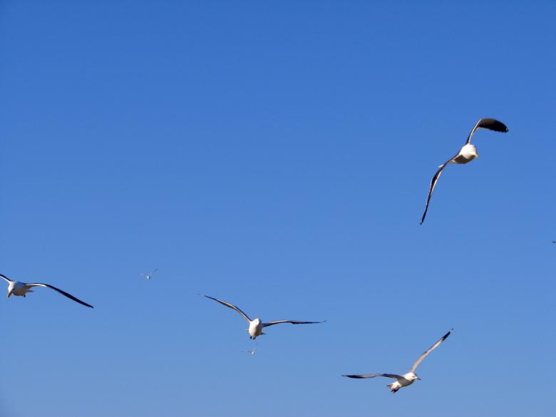 Free stock image of Flight of the Seagulls created by Charl Christiani