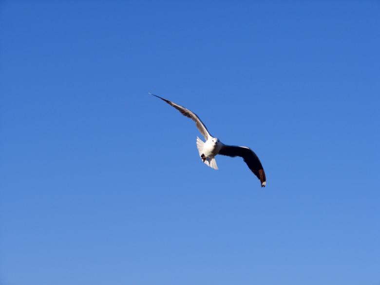 Free stock image of Seagull in motion created by Charl Christiani