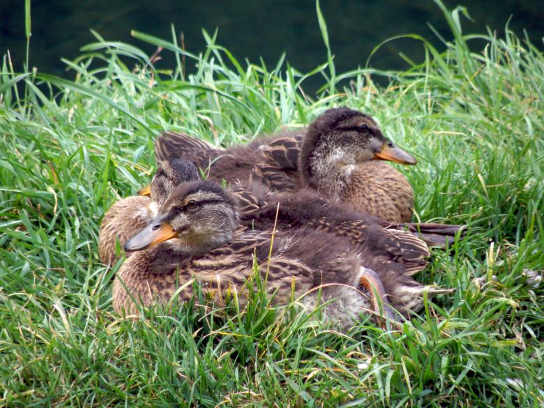 Free stock image of The family created by Furio Franceschinel