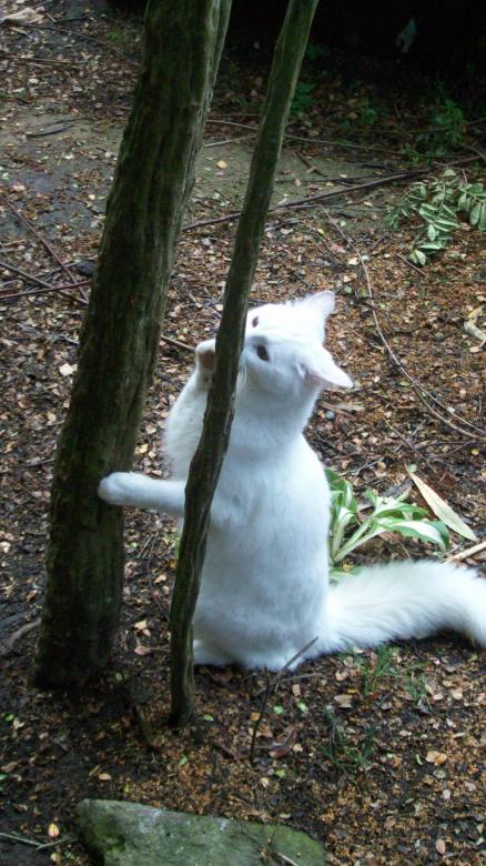 Free stock image of White Cat at Play created by Peter Alexander Robb
