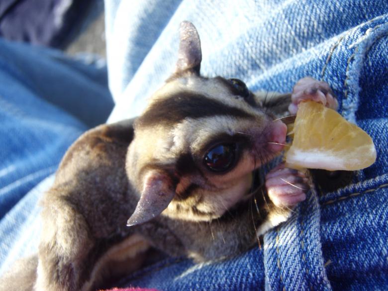 Free stock image of Sugar Glider eating created by Mary Mullan