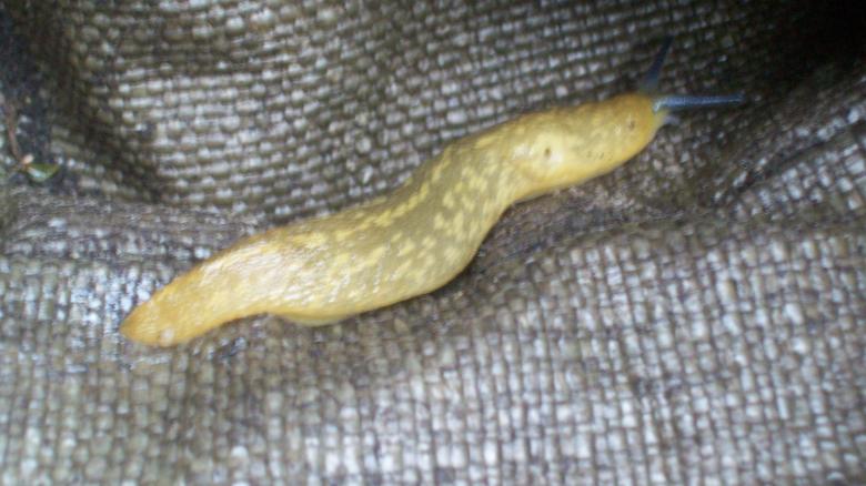 Free stock image of Slug blue radar created by Peter Alexander Robb