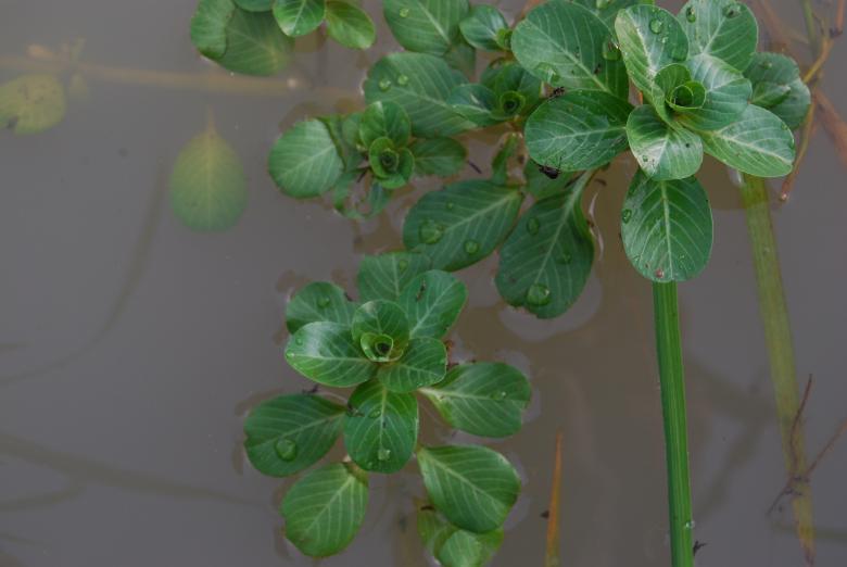Free stock image of Green plant created by Rhema Prabhata