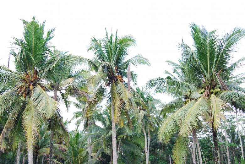 Free stock image of Palm trees created by Rhema Prabhata