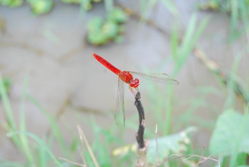 Red firefly - Free Stock Photo