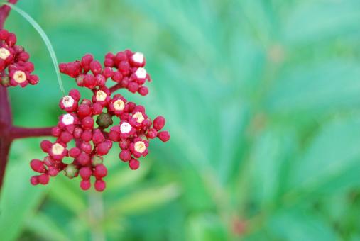 Red flowers