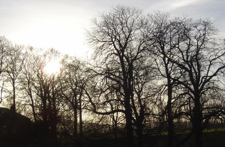 Free stock image of Winter At Hillsborough Park created by vintageangelme08