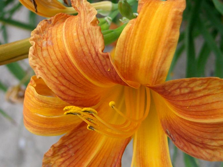 Free stock image of Lily created by Tatiana Mikhailina
