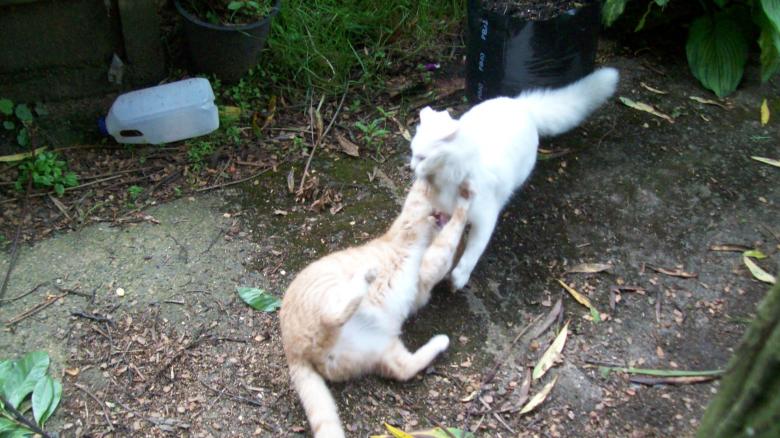 Free stock image of Cats fight standoff created by Peter Alexander Robb