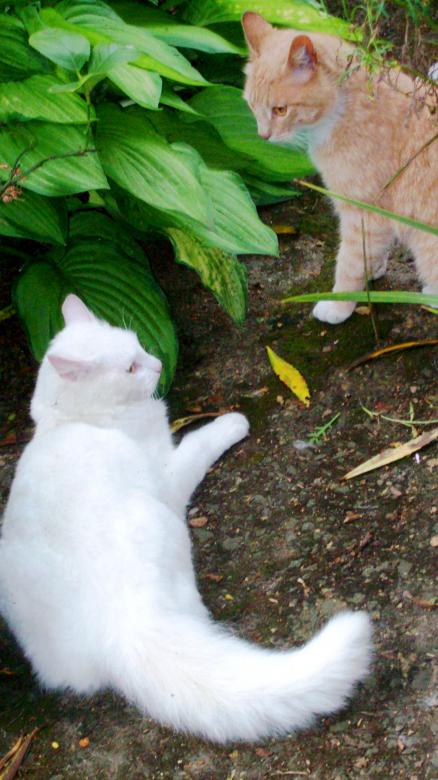Free stock image of Cats fight standoff created by Peter Alexander Robb