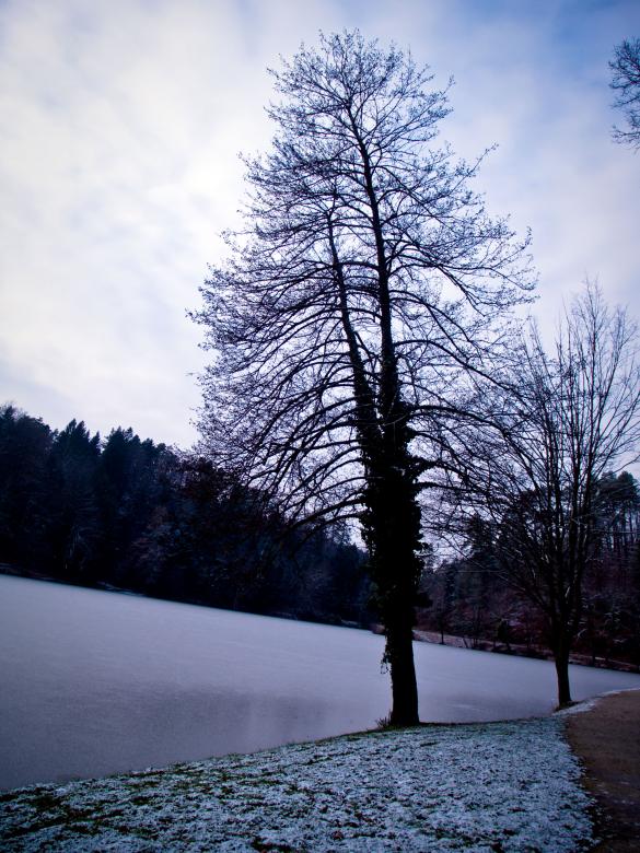 Free stock image of Lake tree created by Alen