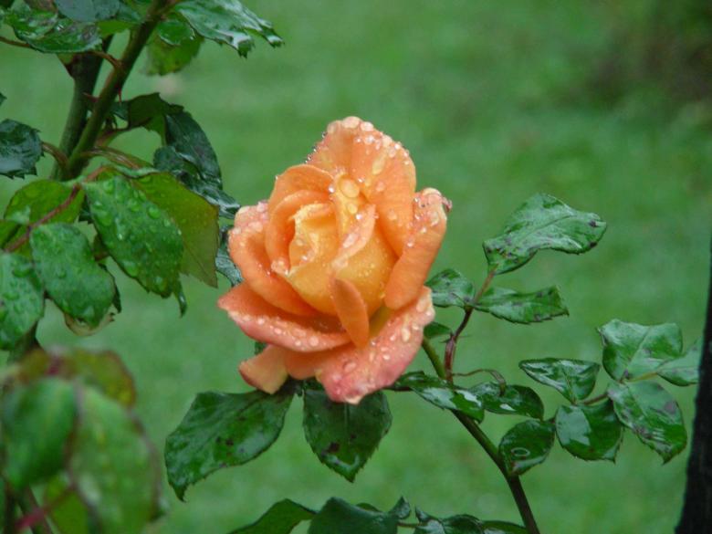 Free stock image of Beauty of a Flower created by Sahan Ishara