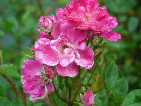 Beauty of a Flower