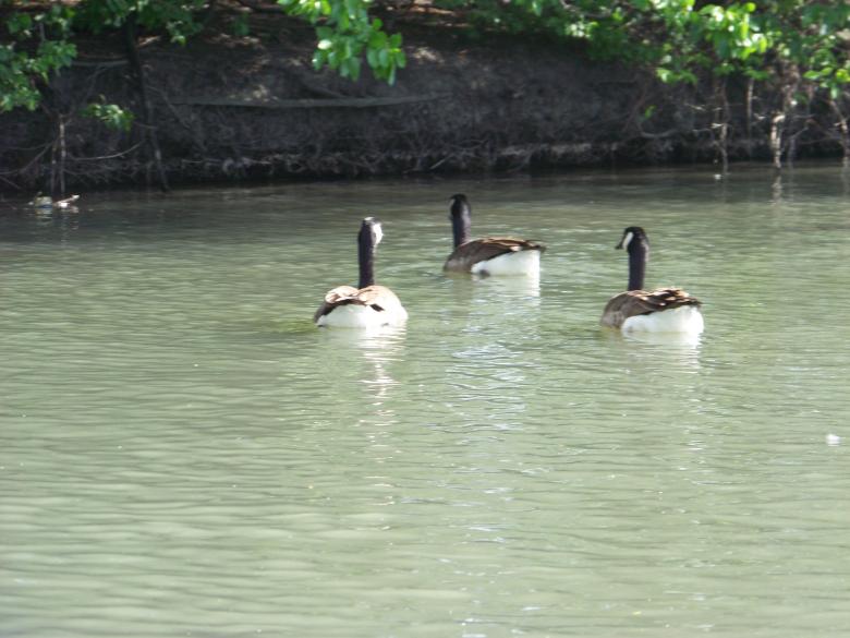 Free stock image of Heard of happy Ducks created by Nirodha Abeywardana