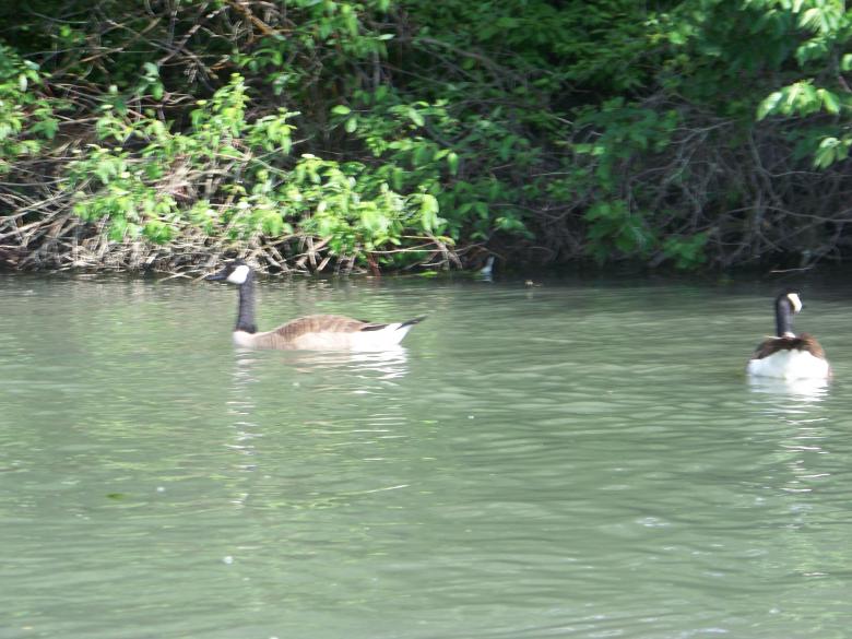 Free stock image of Heard of happy Ducks created by Nirodha Abeywardana