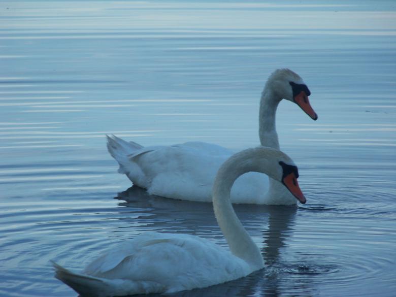 Free stock image of Food seeking swans created by Nirodha Abeywardana
