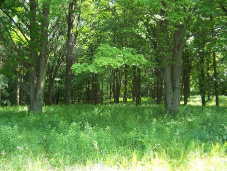 Free Stock Photo of Natural Beauty of Hidden Lake Gardens
