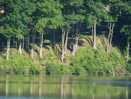 Free Stock Photo of Natural Beauty of Hidden Lake Gardens