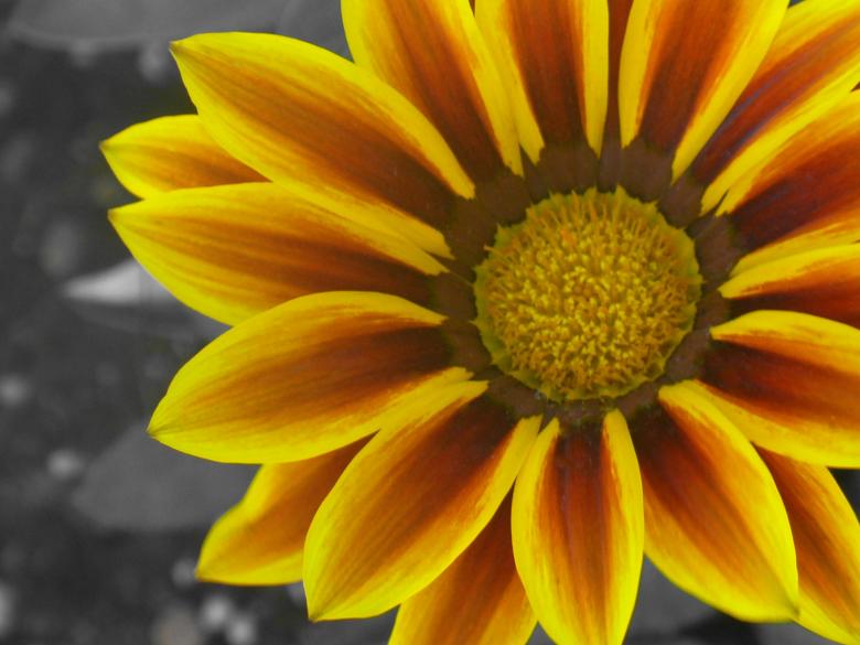 Free stock image of Flowers created by Teresa Richards
