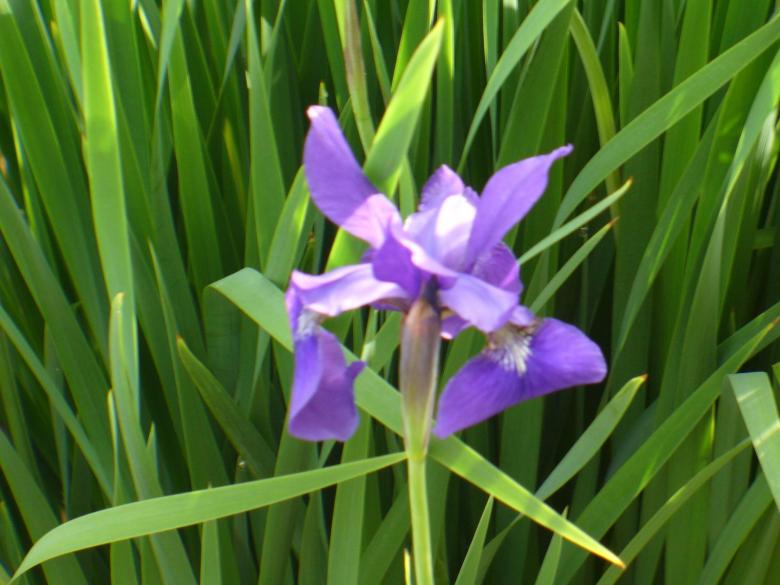 Free stock image of Flowers created by Teresa Richards