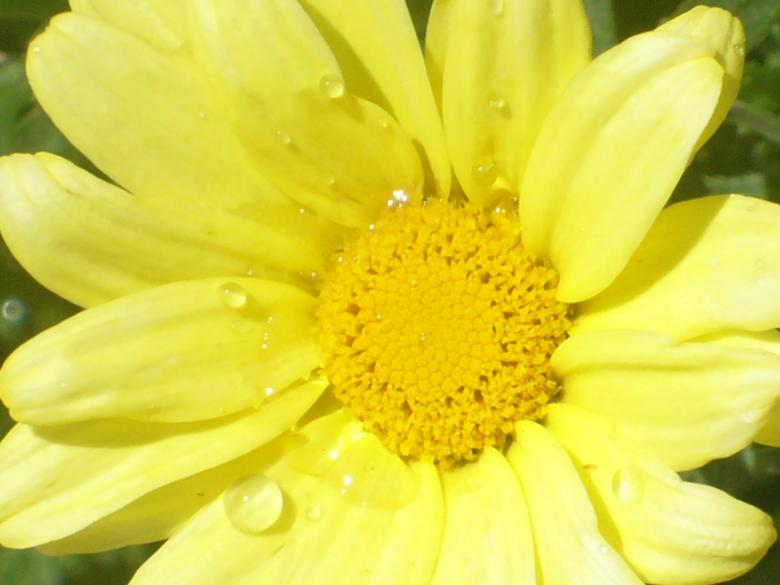 Free stock image of Flowers created by Teresa Richards