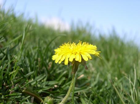Flowers - Free Stock Photo