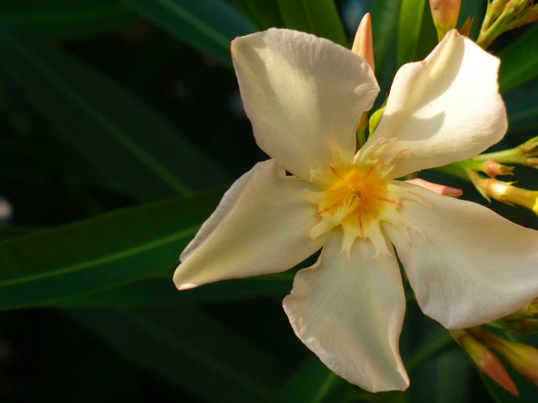 Free stock image of Flowers created by Teresa Richards