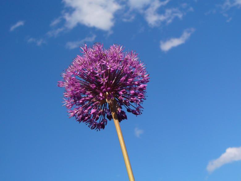 Free stock image of Flowers created by Teresa Richards