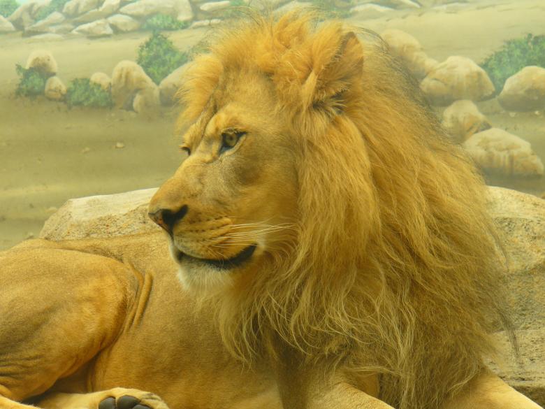 Free stock image of Lion created by Teresa Richards