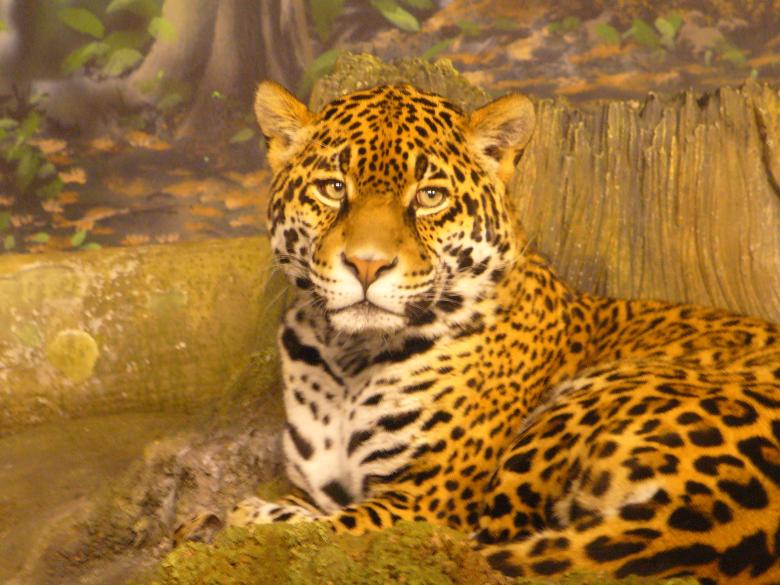 Free stock image of Jaguar created by Teresa Richards