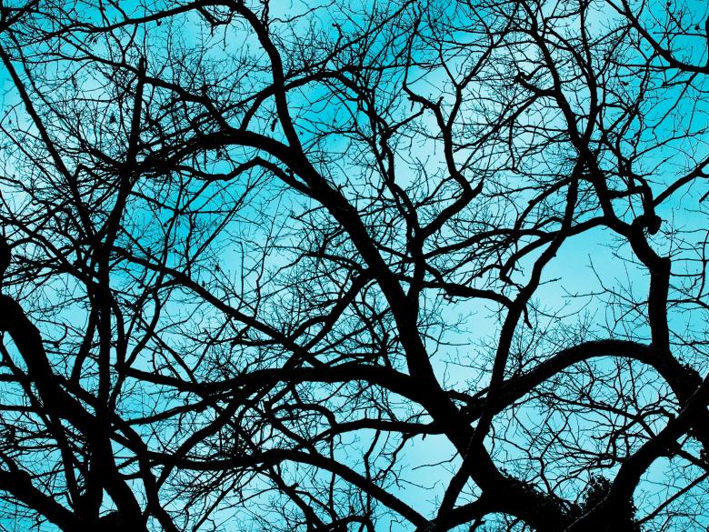 Free stock image of Branches created by Alen