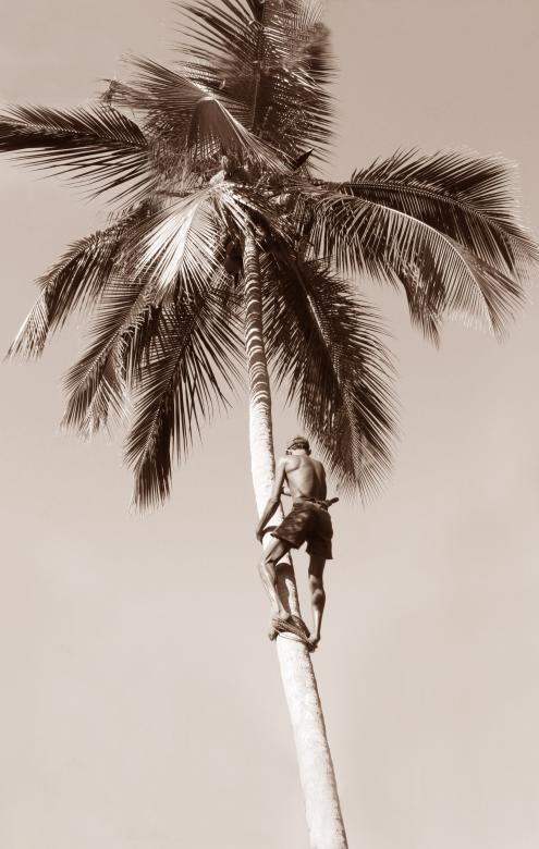 Free stock image of Coconut Plucker created by Sahan Ishara