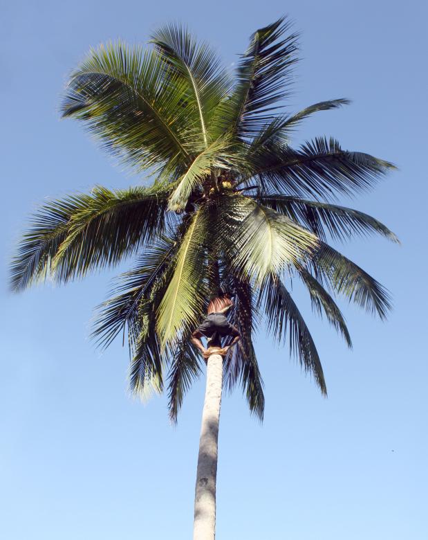 Free stock image of Coconut Plucker created by Sahan Ishara