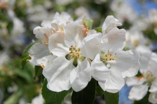 Spring bloom - Free Stock Photo
