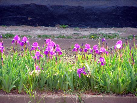 World in purple - Free Stock Photo