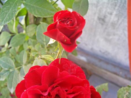 Free Stock Photo of Red roses