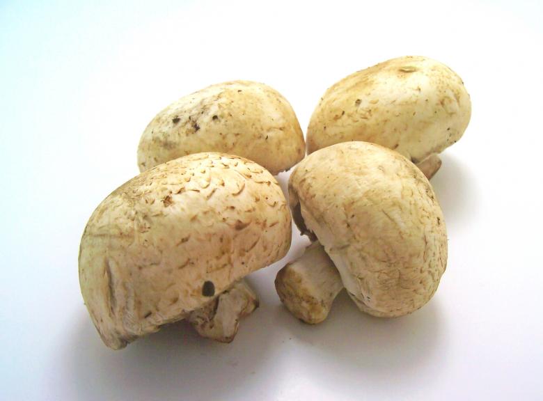 Free stock image of Mushrooms created by homero chapa